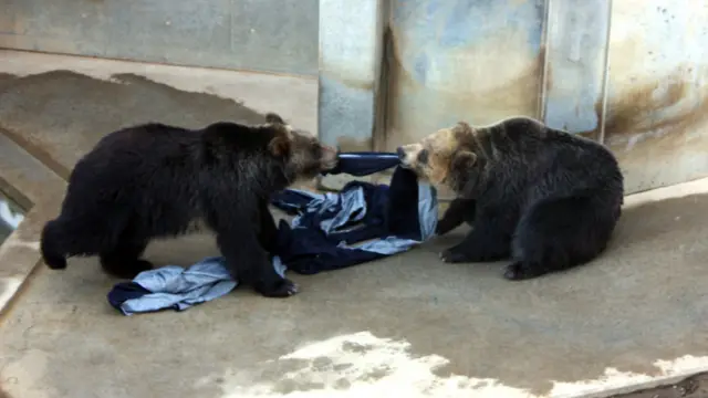 भालू, ज़ू जींस