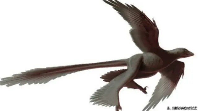 الاكتشاف يعطي معلومات عن أصل الطيران. 