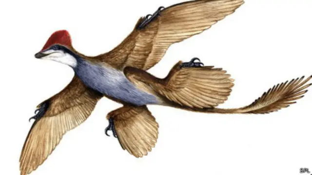 الذيل يساعد على الهبوط ودقة الهجوم على الفريسة. 