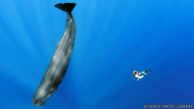 Buzo junto a ballena.