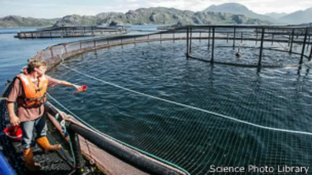 Piscifactoría en Noruega