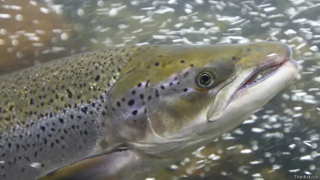 Salmón de piscifactoría