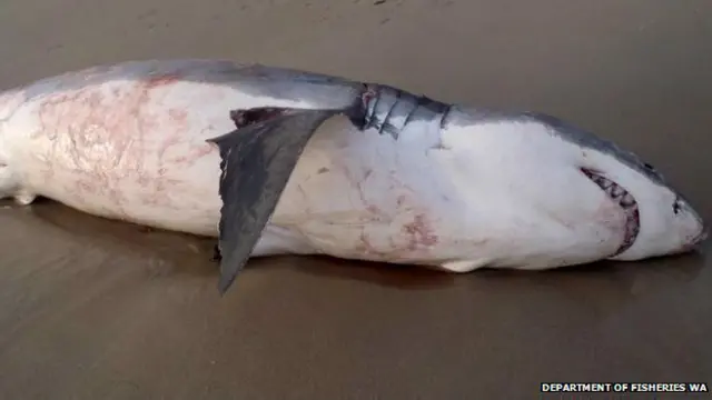 Белая акула на берегу