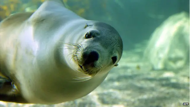 Морской лев