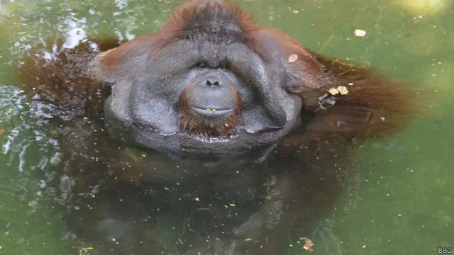 भारत, वनमानुष, कानपुर चिड़ियाघर, मंगल