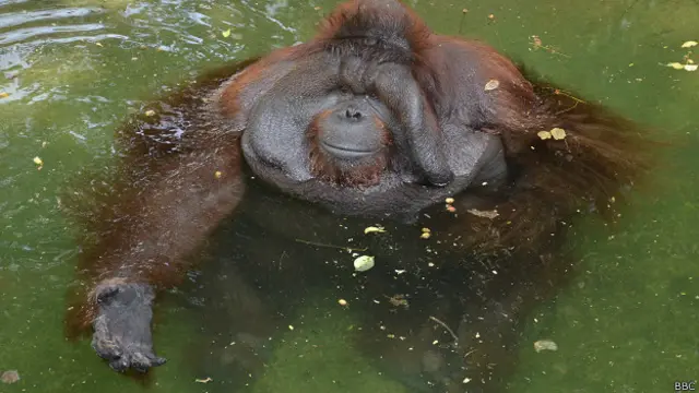 भारत, वनमानुष, कानपुर चिड़ियाघर, मंगल