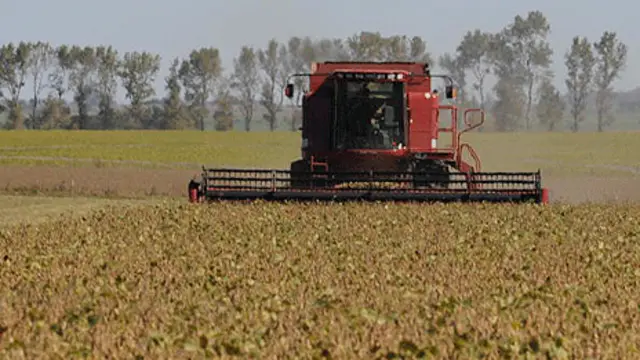 Plantación de soja en Argentina (foto: AFP)