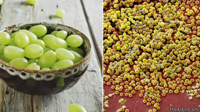 Las bacterias de estafilococo dorado pueden parecerse a las uvas