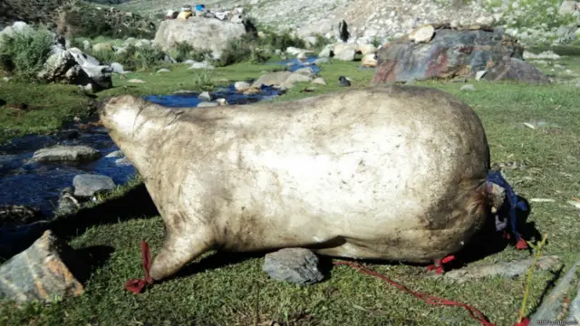 دا د څاروي له پوستکې جوړ لوښی دی چې غړکۍ یې بولي دا هم د هغه ماشین په
څیر شیدو نه غوړي بېلوي. 