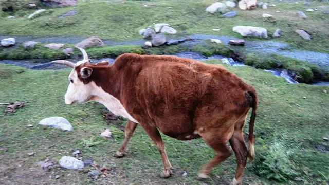 ددې بانډې هره غوا خپل نوم لري.