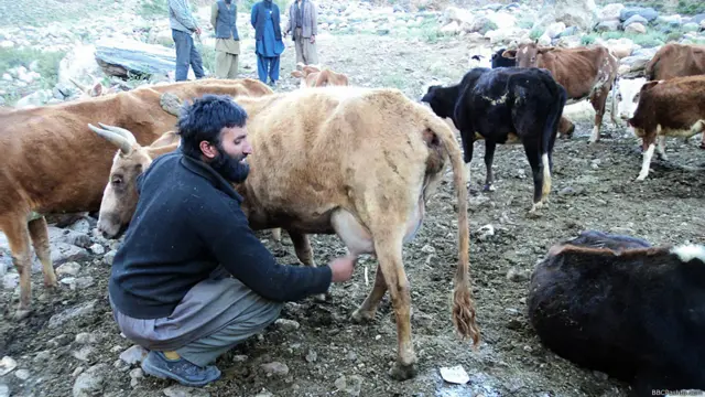 په بانډه کې دغوا لوشل هم اسانه نه دي، ځکه د کلي اتلس تنه د سلو کورونو څاروي ساتي.