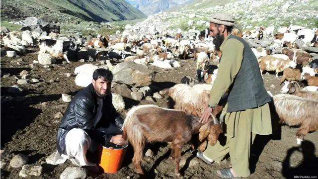 دا هم د یوه سړي پسونه نه دي.