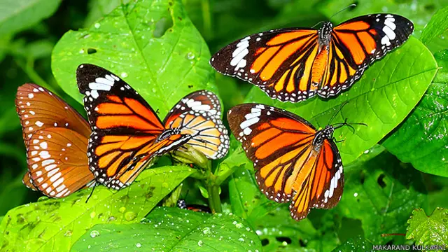 راجندر کا کہنا ہے کہ انھوں نے تتلیوں کے لیے اپنے پارک کو طرح طرح کے پودوں سے سجایا