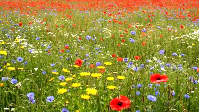 گوشه ای از صحرای «بهشت خدا» در روی زمین.