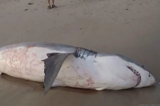 سببت هجمات القرش قرب الشواطئ الأسترالية قلقا في الفترة الأخيرة