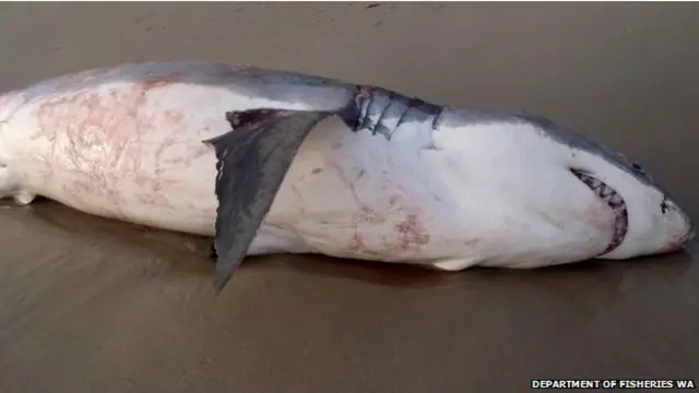 Tiburón blanco muerto en una playa de Australia