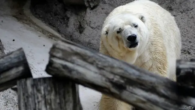 آرتورو کو دنیا کے ’اداس ترین‘ جانور کا خطاب ملا ہوا ہے۔