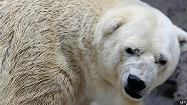 ’آرتورو‘ ارجنٹائن میں واحد برفانی ریچھ ہے 