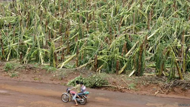 廣東湛江徐聞縣海安鎮塘西村大片香蕉林被颱風刮倒（新華社圖片19/7/2014）