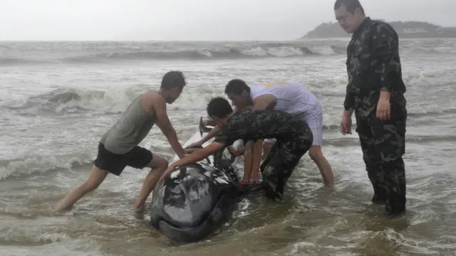 سنمدری طوفان نے نہ صرف خشکی پر تباہ پھیلائی بلکہ سمندری حیات کو بھی متاثر کیا۔