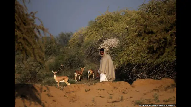 மண்ணோடும் தாவரங்களோடும் விலங்குகளோடும் சுமூகமாக வாழ்கின்றவர்கள் பிஷ்நொய்கள். ஜோத்பூர் அருகேயுள்ள சிங்க்காரா என்ற வனப்பகுதியில் எடுக்கப்பட்ட படம் இது.
