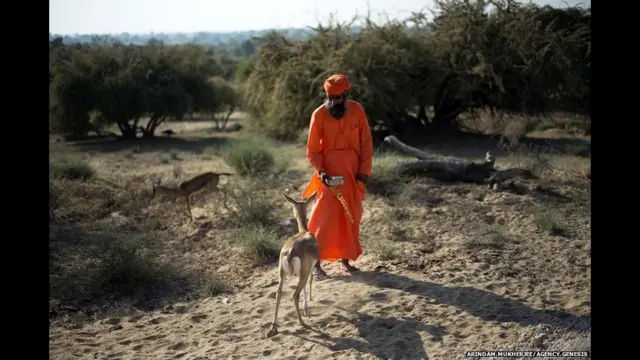 பிஷ்நொய் கிராமங்களில், பறவைகள் விலங்குகள் போன்றவை மனிதர்களுக்கு பயப்படாமல் திரியலாம்.