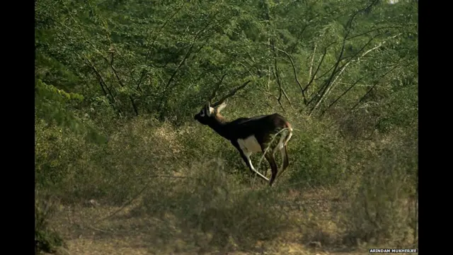 விலங்குகளை வேட்டையாடுபவர்கள், சட்டவிரோதமாக கொல்பவர்கள் போன்றோரை பிஷ்நொய்கள் கடுமையாக எதிர்க்கின்றனர். அண்மையில் இவர்கள் பல நீதிமன்ற வழக்குகளையும் தொடுத்திருந்தனர்.