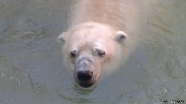 Oso polar Arturo
