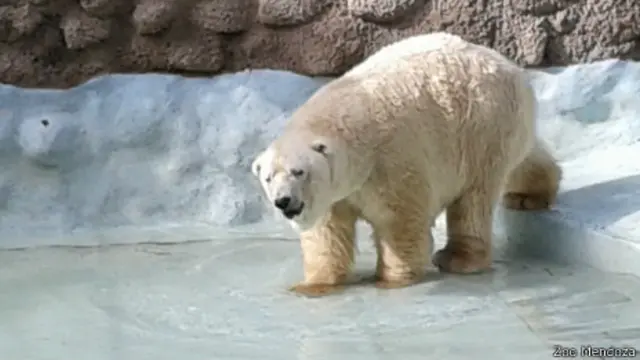Oso polar Arturo