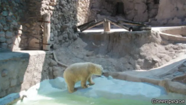 Arturo en su recinto del zoológico