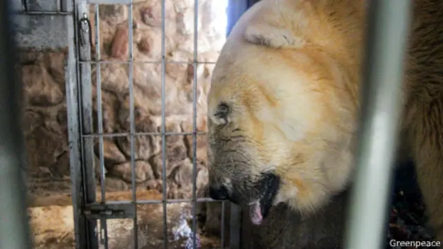 Arturo dentro de su recinto