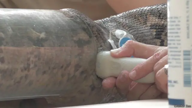 Ecografía a una pitón