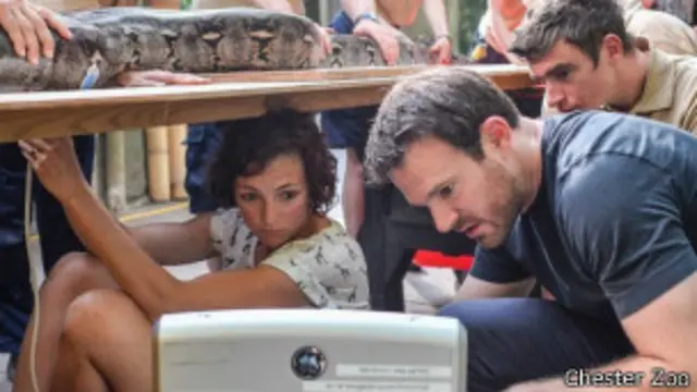 Revisión médica a una pitón en el zoo de Chester