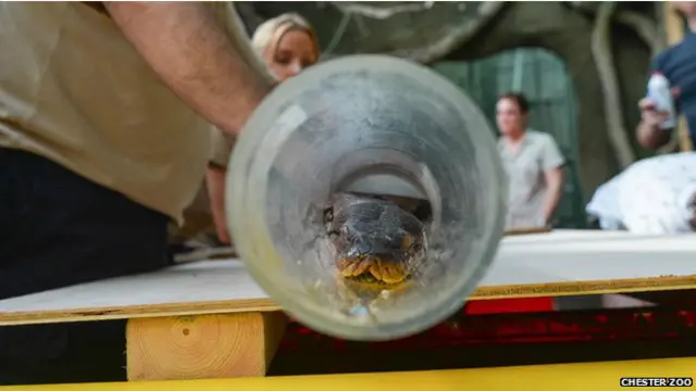 Pitón en el zoo de Chester