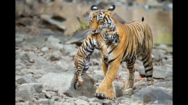 ரான்தம்போர் காட்டில் ஒரு வங்கப் புலியும் அதன் குட்டிகளும் 