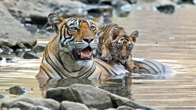 ராஜஸ்தானில் இந்த நூர் என்று பெயரிடப்பட்ட புலியையும், அதன் மூன்று மாதக்குட்டிகளையும் ரௌஸ் படமெடுத்தபோது, அங்கு 44 டிகிரி செண்டிகிரேட் வெப்பம் நிலவியது. 