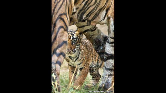 Tigres e filhotes. Andy Rouse/Rex Features