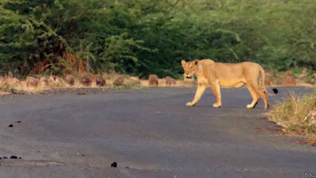 गिर अभ्यारण्य