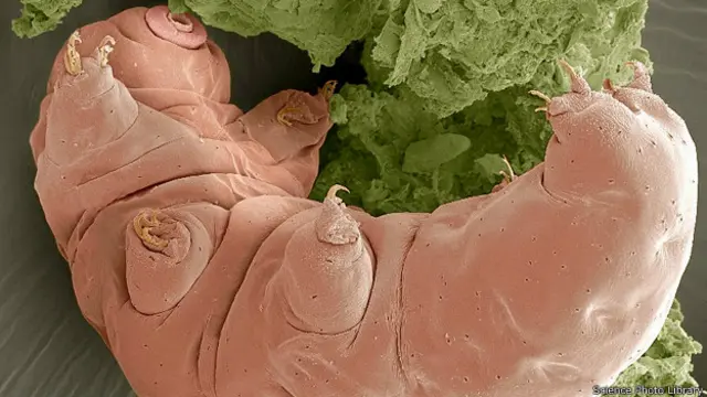 Tardigrados