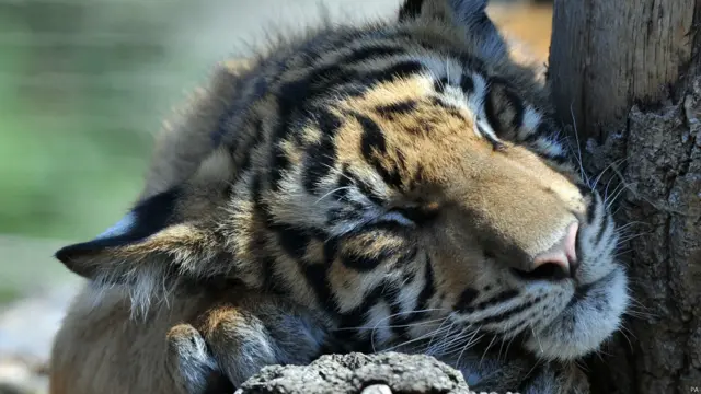 图辑：烈日当空 英人消暑忙