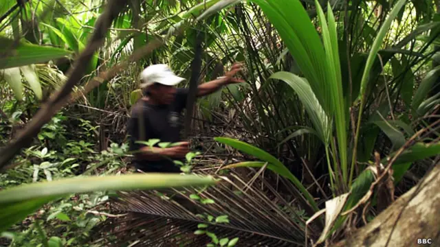 Abriéndo camino en las playas de Puerto Inabaginya.