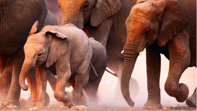 Elefantes corriendo