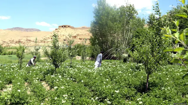 مزرعه کچالو/سیب زمینی در کانون توجه خانواده انور است. پسران او کار روزمزد هم می‌کنند اما کار کمتر گیر می‎آید.