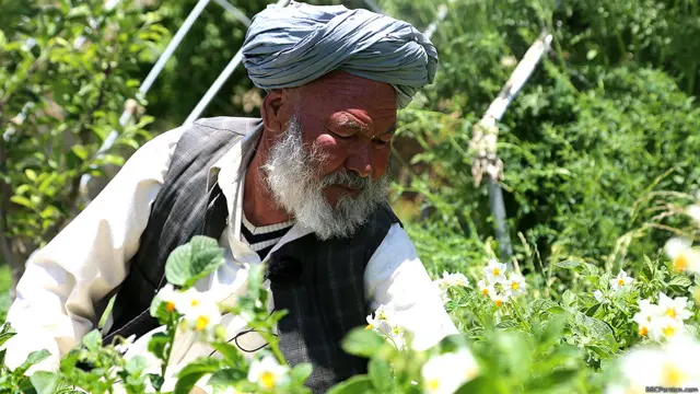 محمد انور پدر علی. او دو جریب زمین دارد و امیدوار است که محصول امسال آن بیست هزار افغانی ارزش داشته باشد.