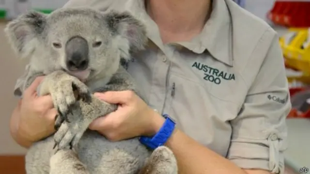 就是这只幸运的考拉Timberwolf，抱着汽车底盘行驶88公里后健康如常。