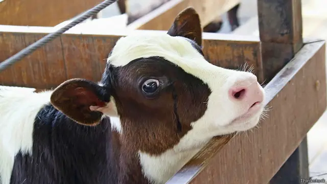 Теленок в загоне