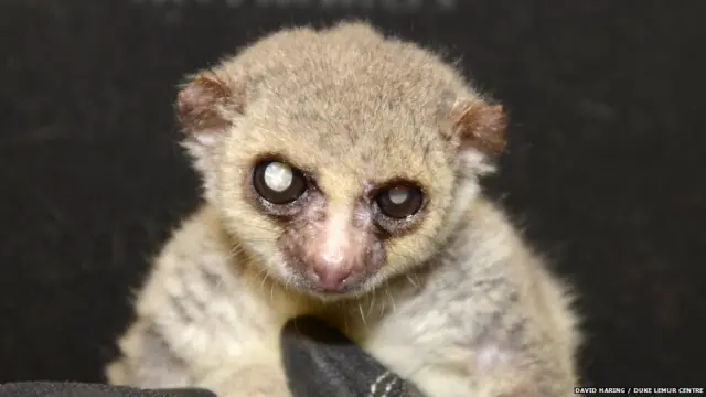 Йона, лемур, якому 29 років.