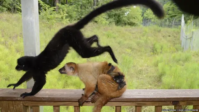 Пара лемурва