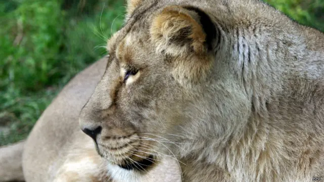 بھارت کے برعکس افریقہ میں اس نسل کے شیروں کی تعداد میں کمی ہوئی ہے