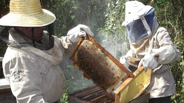 La apicultura es practicada por los indígenas desde tiempos prehispánicos. Foto cortesía: Educe S.C. de R.L.